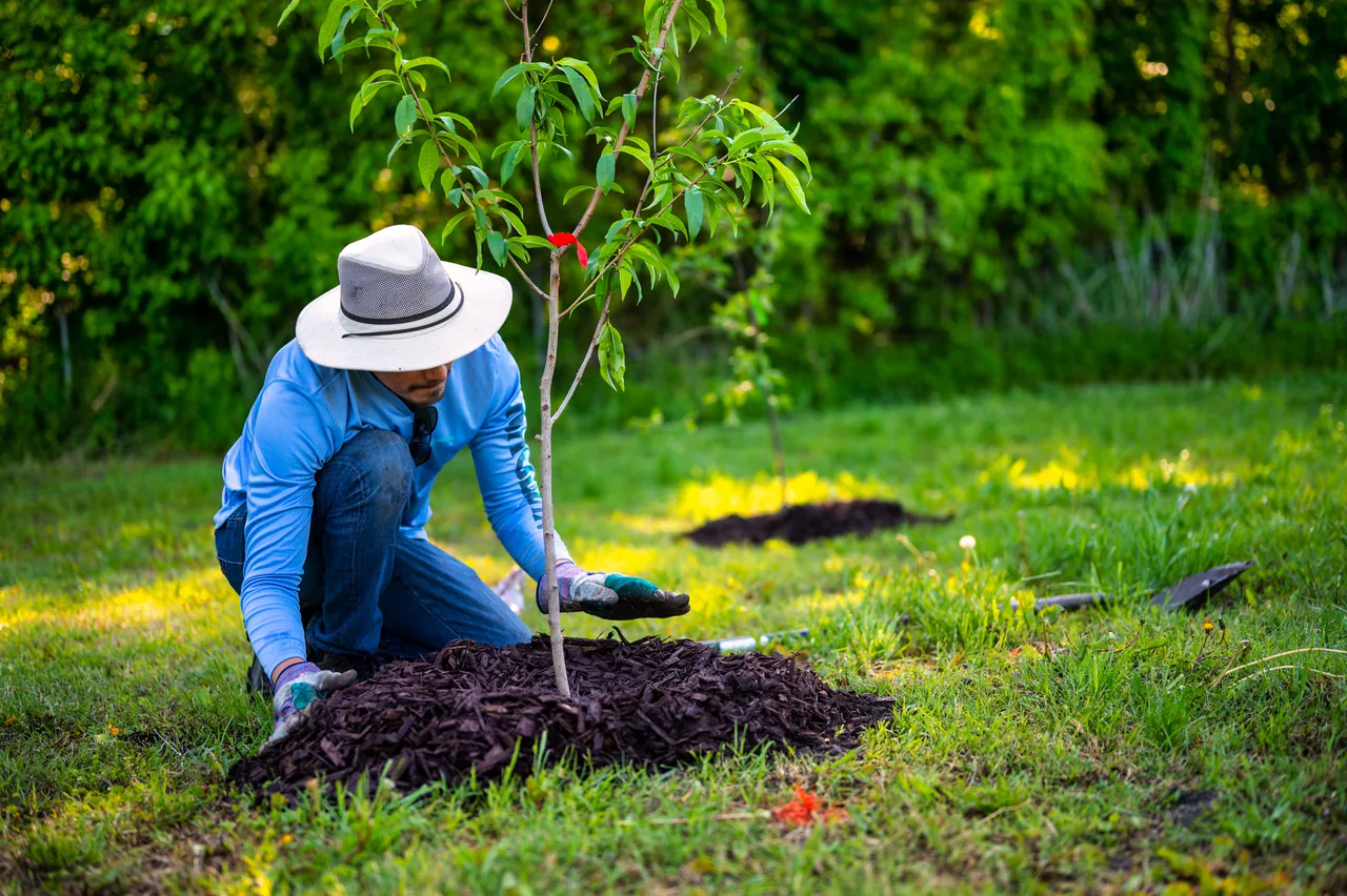 A landscaper at work in a garden